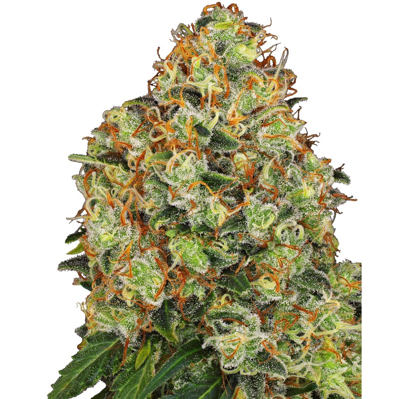 SWEET TANGERINE TANGO AUTO · White Label  Seeds · semi di canapa indiana · AutoFem