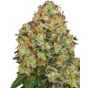 SWEET TANGERINE TANGO AUTO · White Label  Seeds · semillas de marihuana · AutoFem