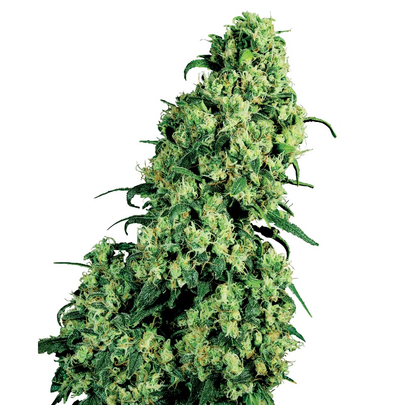 SKUNK 1 AUTOMATIC · White Label  Seeds · semillas de marihuana · AutoFem