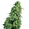 SKUNK 1 AUTOMATIC · White Label  Seeds · semillas de marihuana · AutoFem