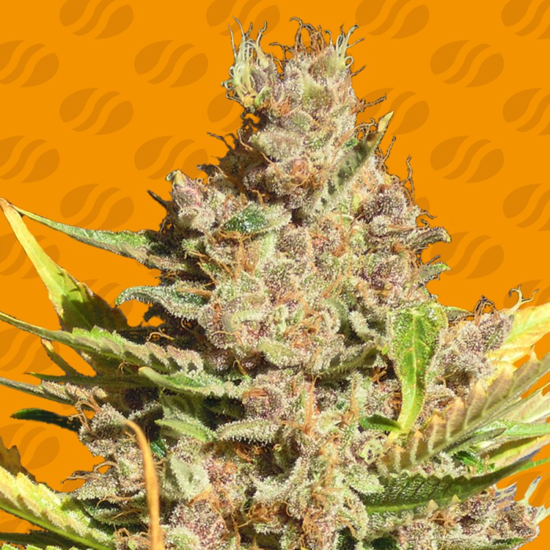 ALIEN GORILLA · Original Sensible Seeds · semi di canapa · Fem