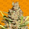 ALIEN GORILLA · Original Sensible Seeds · semillas de marihuana · Fem