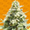 AMNESIA LEMON KUSH · Original Sensible Seeds · semillas de marihuana · Fem