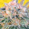 AUTO BLUEBERRY GHOST OG · Original Sensible Seeds · semillas de marihuana · AutoFem