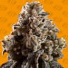 ALIEN MOONROCKS · Original Sensible Seeds · semillas de marihuana · Fem