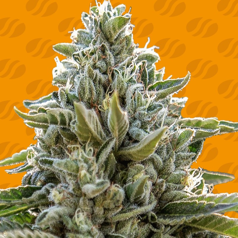 FROSTED GUAVA · Original Sensible Seeds · cannabis seeds · Fem