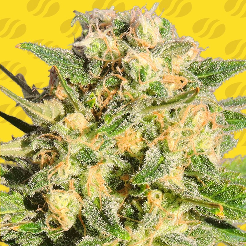 AUTO AK XXL · Original Sensible Seeds · cannabis seeds · AutoFem