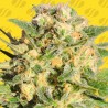 AUTO AK XXL · Original Sensible Seeds · semillas de marihuana · AutoFem