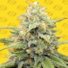 APPLE FRITTER AUTO · Original Sensible Seeds · semillas de marihuana · AutoFem