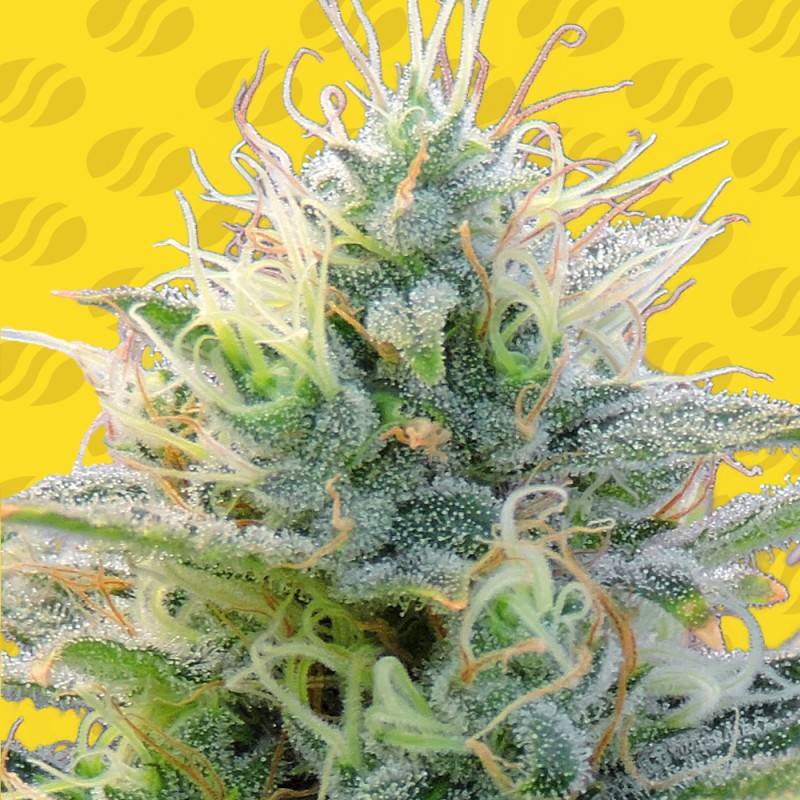 AUTO GHOST OG · Original Sensible Seeds · semi di canapa · AutoFem