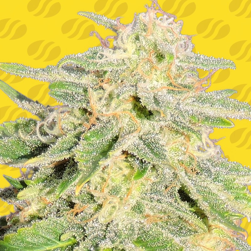 AUTO JACK HERER · Original Sensible Seeds · cannabis seeds · AutoFem