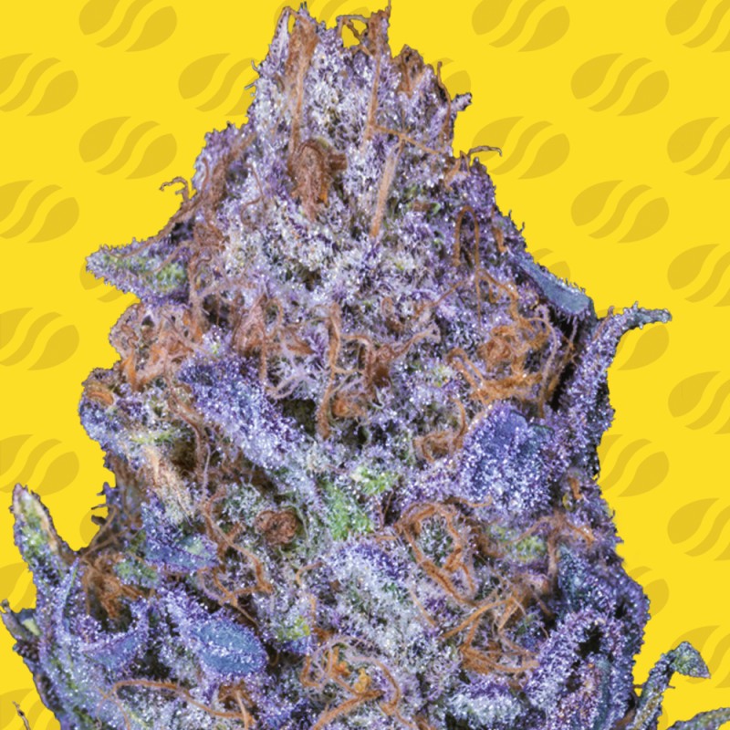 AUTO PURPLE · Original Sensible Seeds · semillas de marihuana · AutoFem