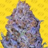 AUTO PURPLE · Original Sensible Seeds · semillas de marihuana · AutoFem