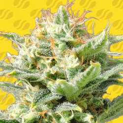 AUTO SUPER SKUNK · Original Sensible Seeds · cannabis seeds · AutoFem