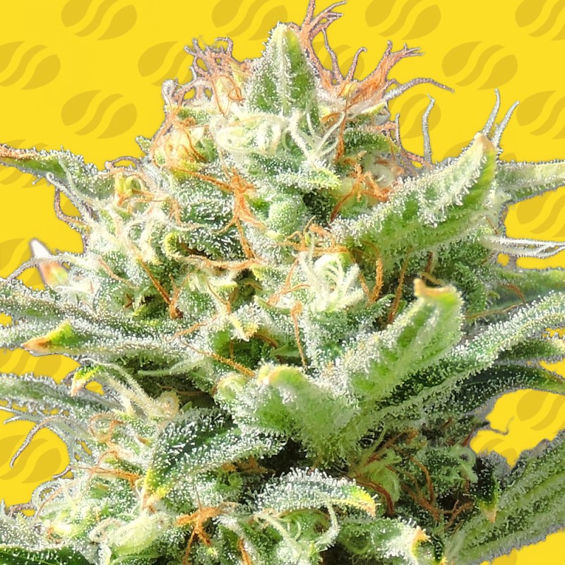 AUTO SUPER SKUNK · Original Sensible Seeds · semillas de marihuana · AutoFem