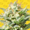AUTO SUPER SKUNK · Original Sensible Seeds · semillas de marihuana · AutoFem
