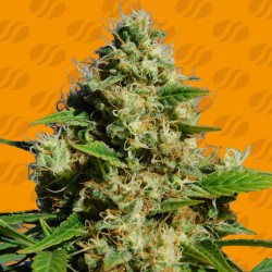 BANANA SHERBET · Original Sensible Seeds · semillas de marihuana · Fem
