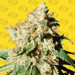 BLUEBERRY COOKIES AUTO · Original Sensible Seeds · semillas de marihuana · AutoFem