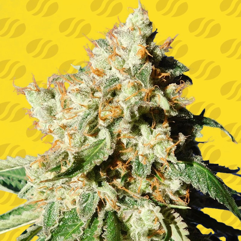 BLUEBERRY COOKIES AUTO · Original Sensible Seeds · semillas de marihuana · AutoFem