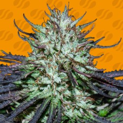 BLUEBERRY GHOST OG · Original Sensible Seeds · semillas de marihuana · Fem
