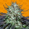 BLUEBERRY GHOST OG · Original Sensible Seeds · semi di canapa · Fem