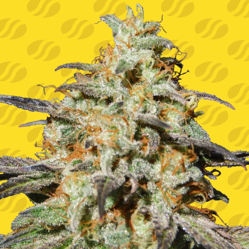 BISCOTTI AUTO · Original Sensible Seeds · semillas de marihuana · AutoFem