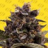 BLACK DOG AUTO · Original Sensible Seeds · cannabis seeds · AutoFem