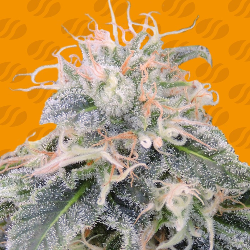 BLACK GHOST OG · Original Sensible Seeds · cannabis seeds · Fem