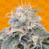 BLACK GHOST OG · Original Sensible Seeds · cannabis seeds · Fem