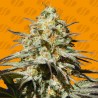 BLACK ORCHID · Original Sensible Seeds · semillas de marihuana · Fem