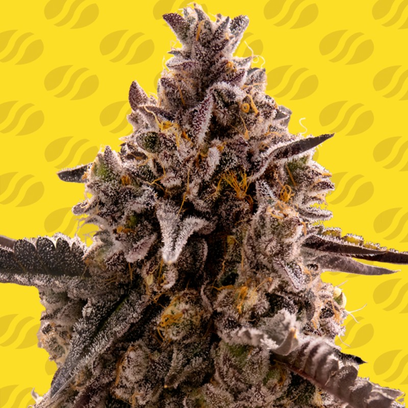 BLACK ORCHID AUTO · Original Sensible Seeds · semi di canapa · AutoFem
