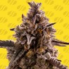 BLACK ORCHID AUTO · Original Sensible Seeds · semi di canapa · AutoFem