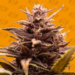 BLACKWATER · Original Sensible Seeds · semillas de marihuana · Fem