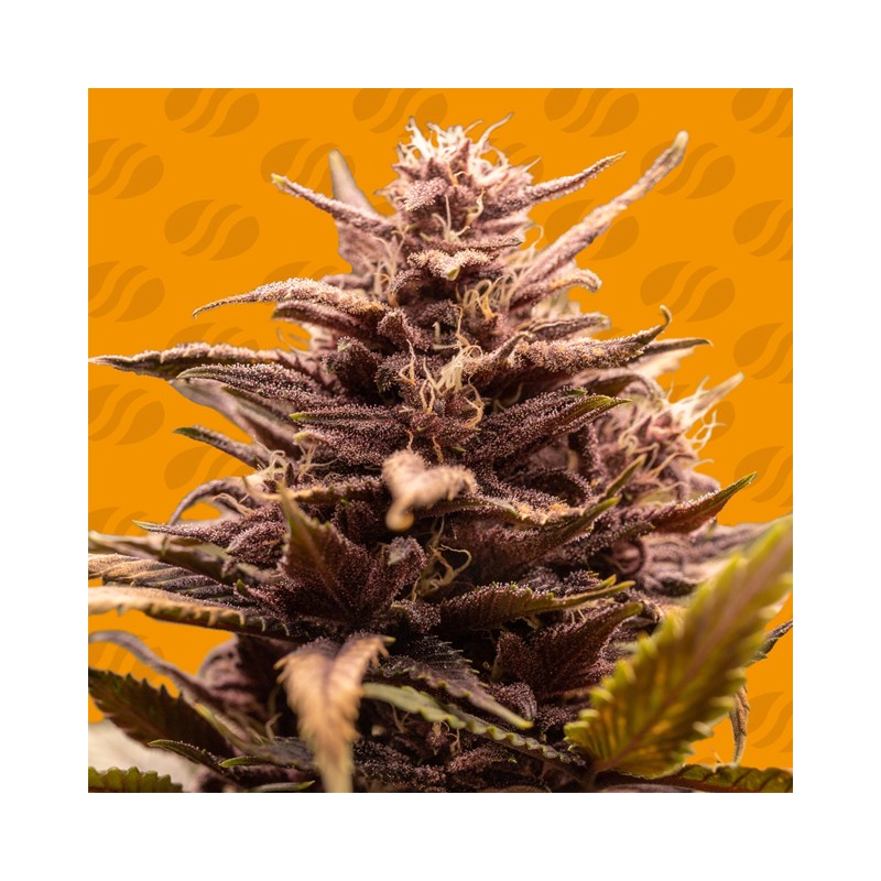 BLACKWATER · Original Sensible Seeds · semi di canapa · Fem