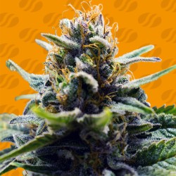 BLUE ZUSHI · Original Sensible Seeds · semillas de marihuana · Fem