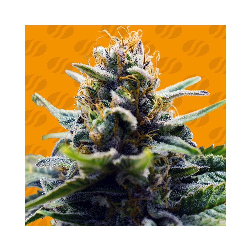 BLUE ZUSHI · Original Sensible Seeds · cannabis seeds · Fem