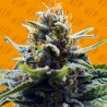 BLUE ZUSHI · Original Sensible Seeds · semillas de marihuana · Fem