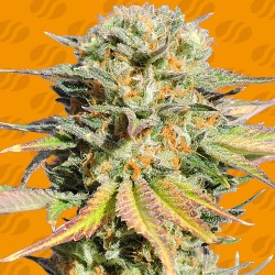 BRUCE BANNER 3 · Original Sensible Seeds · semillas de marihuana · Fem