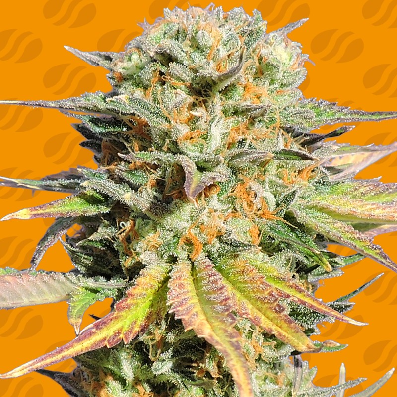 BRUCE BANNER 3 · Original Sensible Seeds · semillas de marihuana · Fem