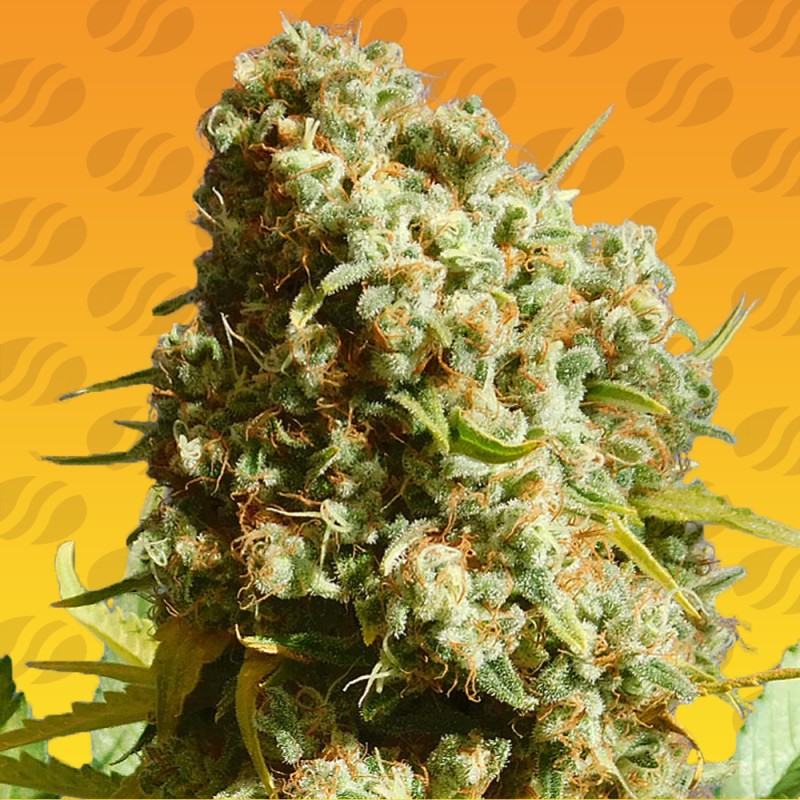 BRUCE BANNER 3 FAST · Original Sensible Seeds · semillas de marihuana · Fem