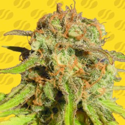 BRUCE BANNER 3 AUTO · Original Sensible Seeds · semillas de marihuana · AutoFem