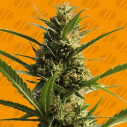 CANNABOOM CBD+ · Original Sensible Seeds · semillas de marihuana · Fem