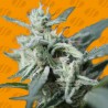 CANNAFUEL CBD+ · Original Sensible Seeds · semi di canapa · Fem