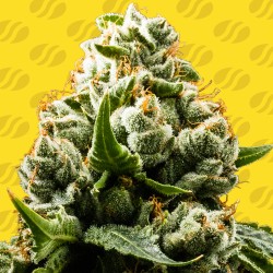 DO-SI-DOS AUTO · Original Sensible Seeds · semi di canapa · AutoFem