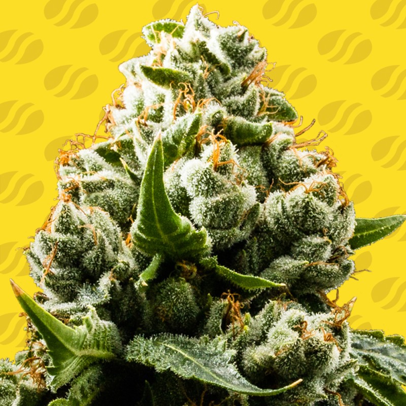 DO-SI-DOS AUTO · Original Sensible Seeds · semillas de marihuana · AutoFem