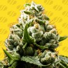 DO-SI-DOS AUTO · Original Sensible Seeds · semillas de marihuana · AutoFem