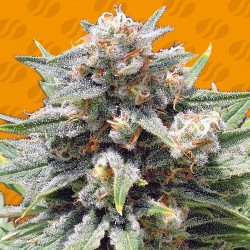 CHEESE XXL · Original Sensible Seeds · semillas de marihuana · Fem