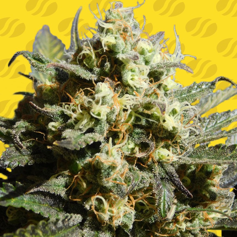 CHERRY ALIEN AUTO · Original Sensible Seeds · semillas de marihuana · AutoFem