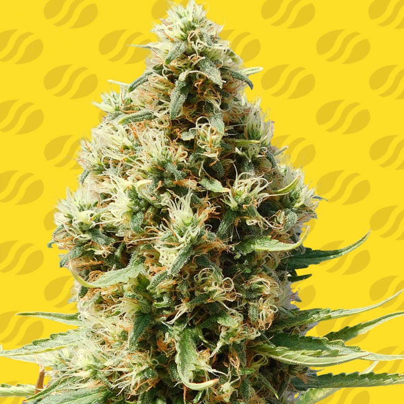 FROSTED GUAVA AUTO · Original Sensible Seeds · cannabis seeds · AutoFem