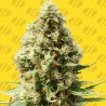 FROSTED GUAVA AUTO · Original Sensible Seeds · semillas de marihuana · AutoFem
